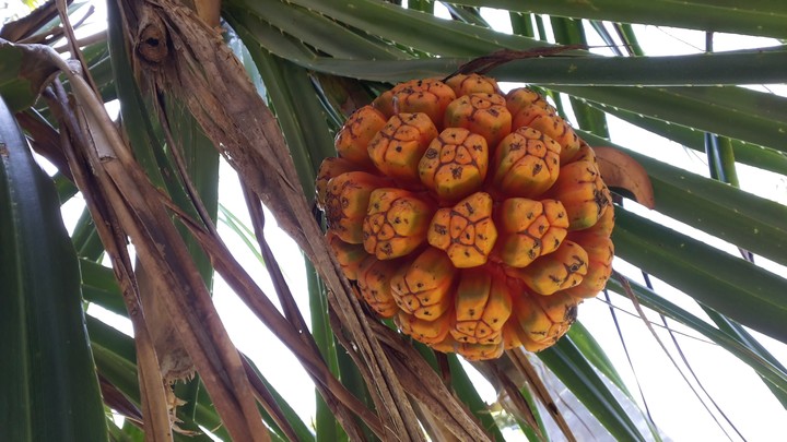 unknown fruit at rabbit island, cambodia