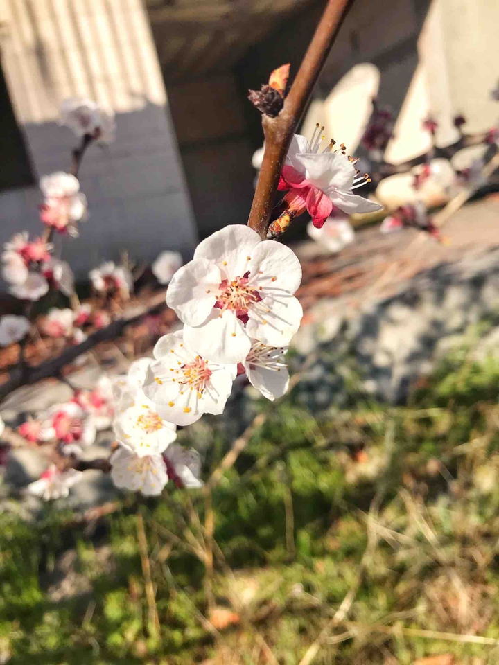spring