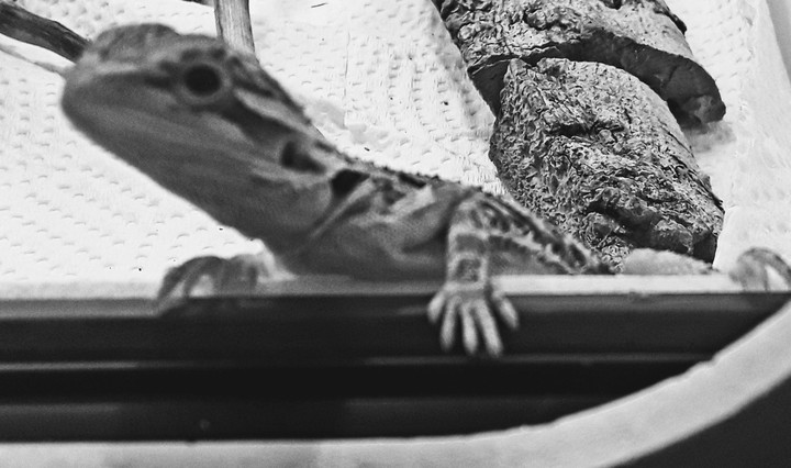 도마뱀lizard