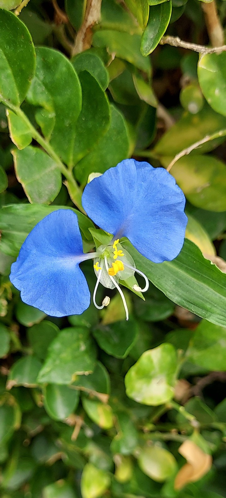 野花