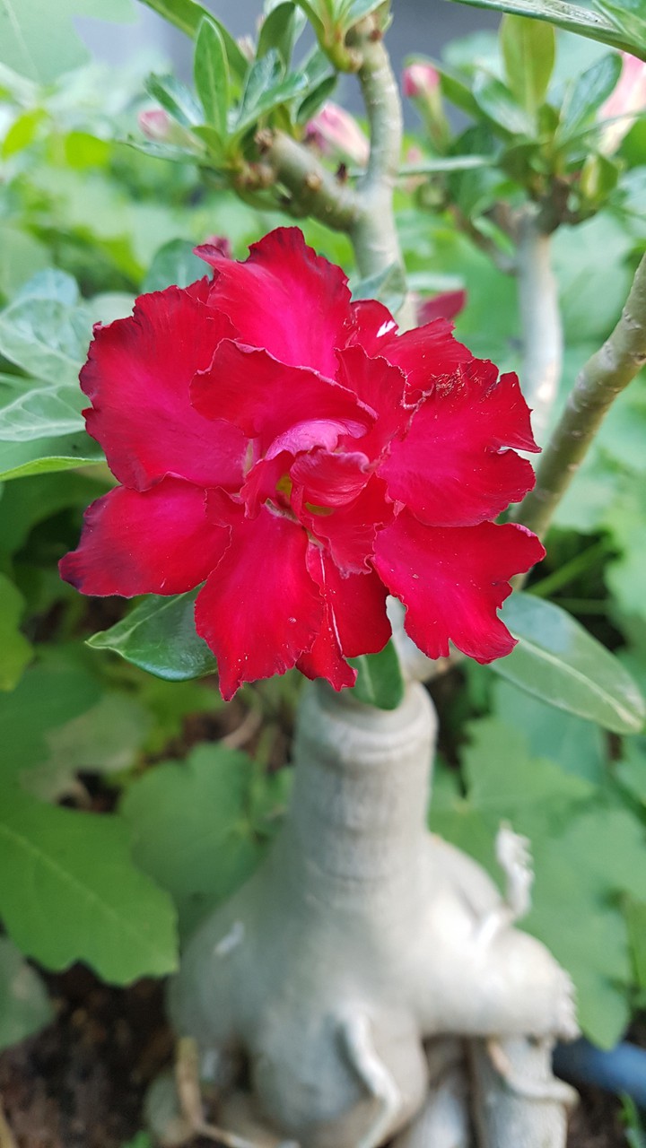 flower