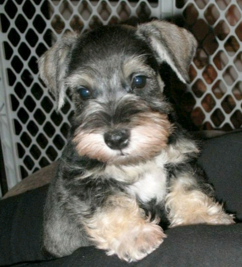 schnauzer, dog duvar kağıtları