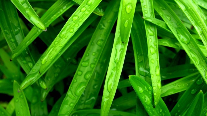 grass