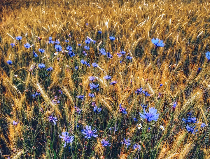 Feld