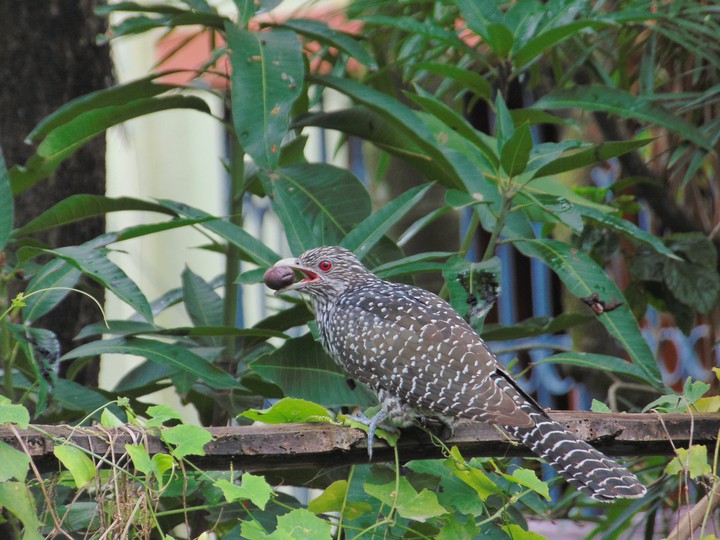 Asian Koel (Female)