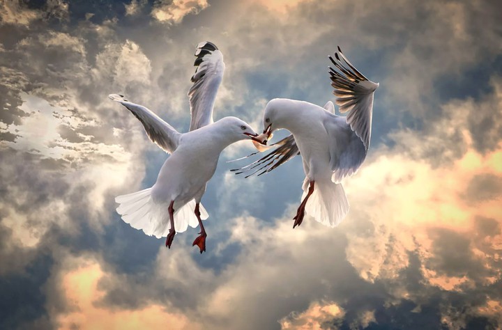 Bird