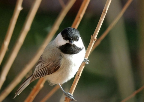 Black capped Chickadee