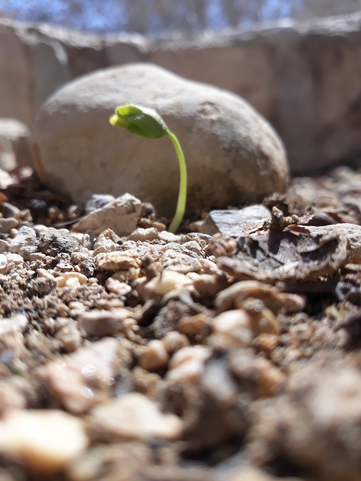 #Plant