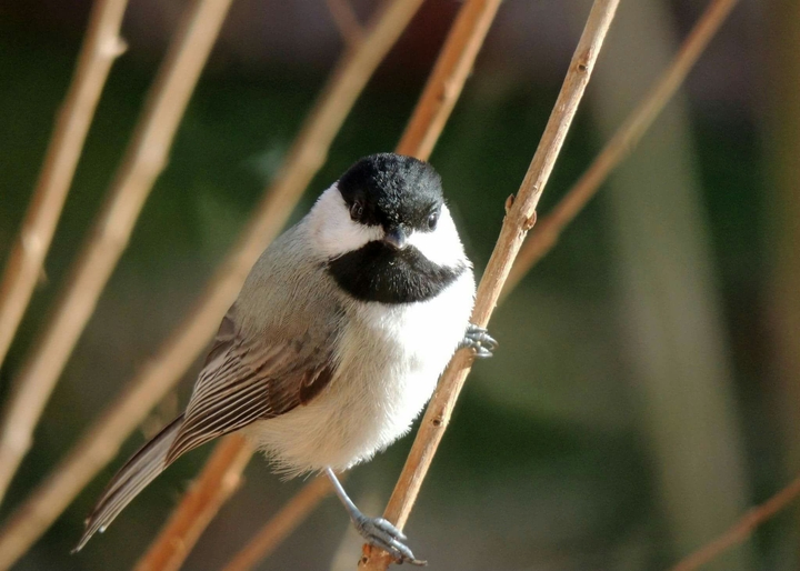 Black capped Chickadee