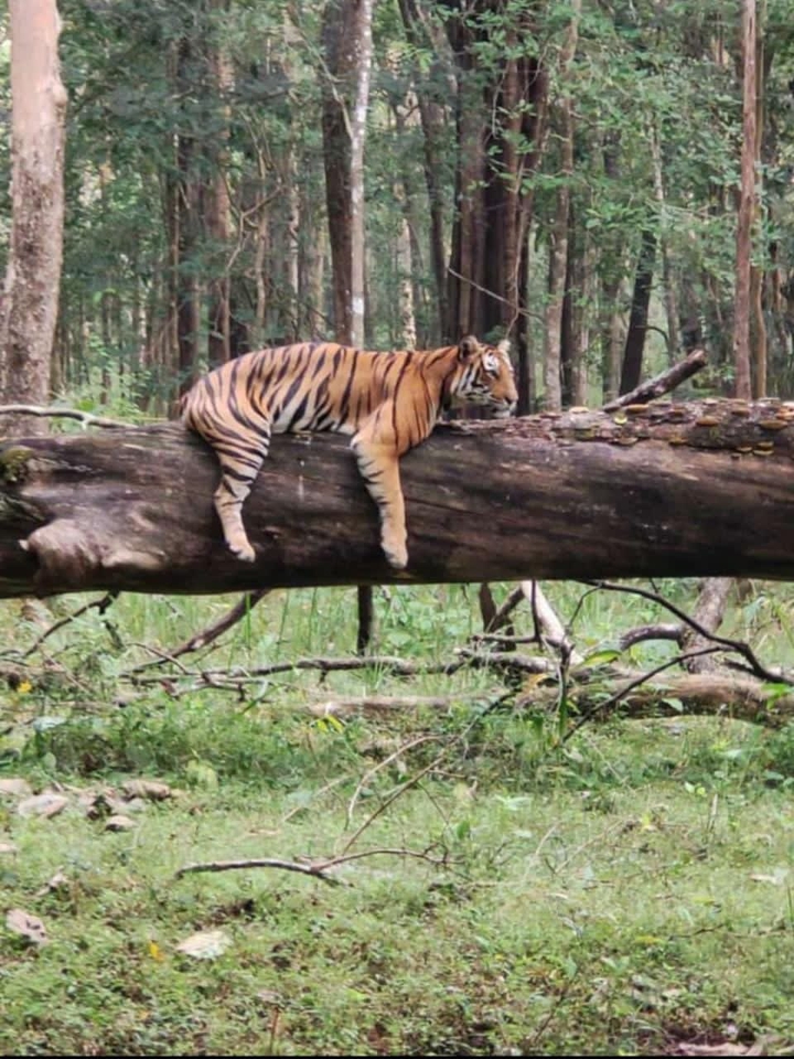 Bhadra Forest Tiger