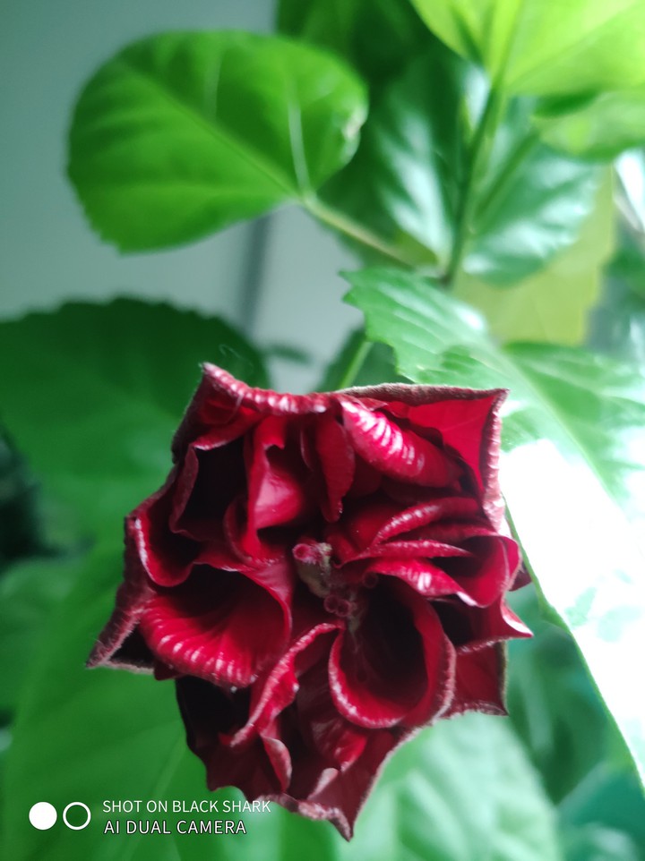 Chinese rose