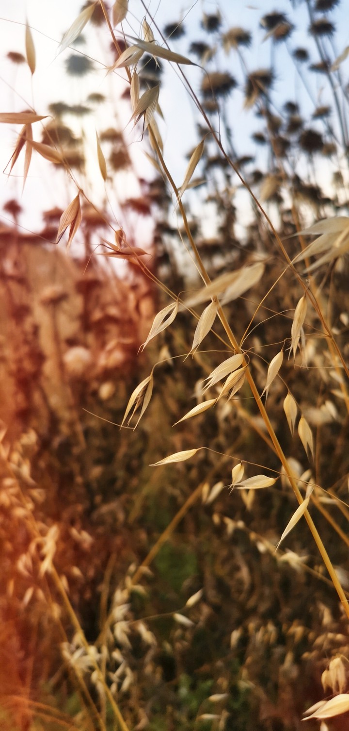 Fields of gold