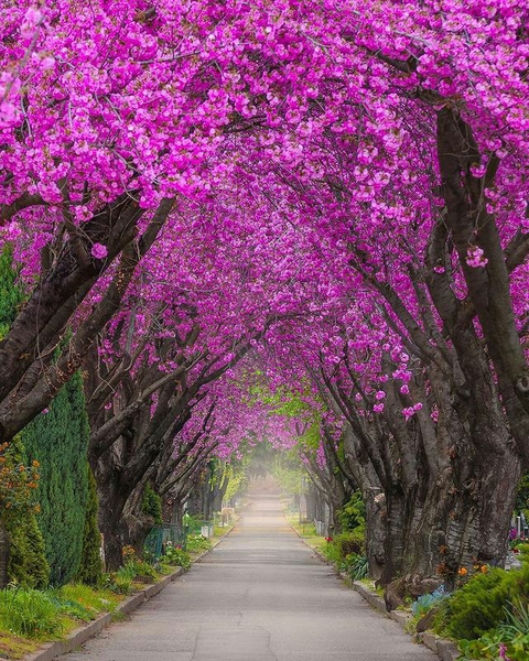 pink