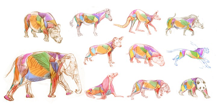 Animals