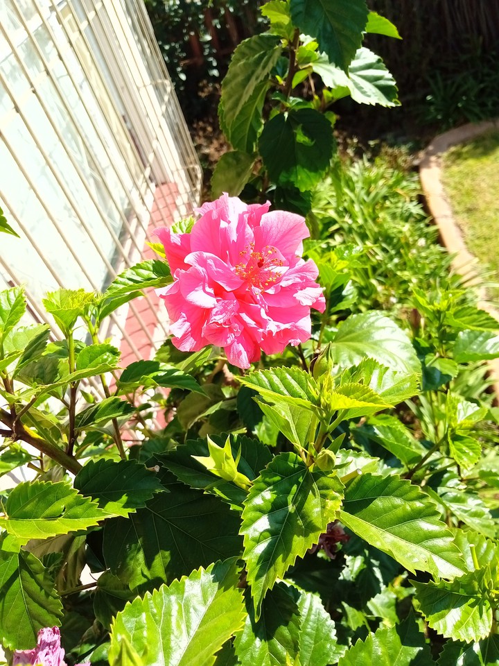 rose