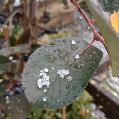 First snow
