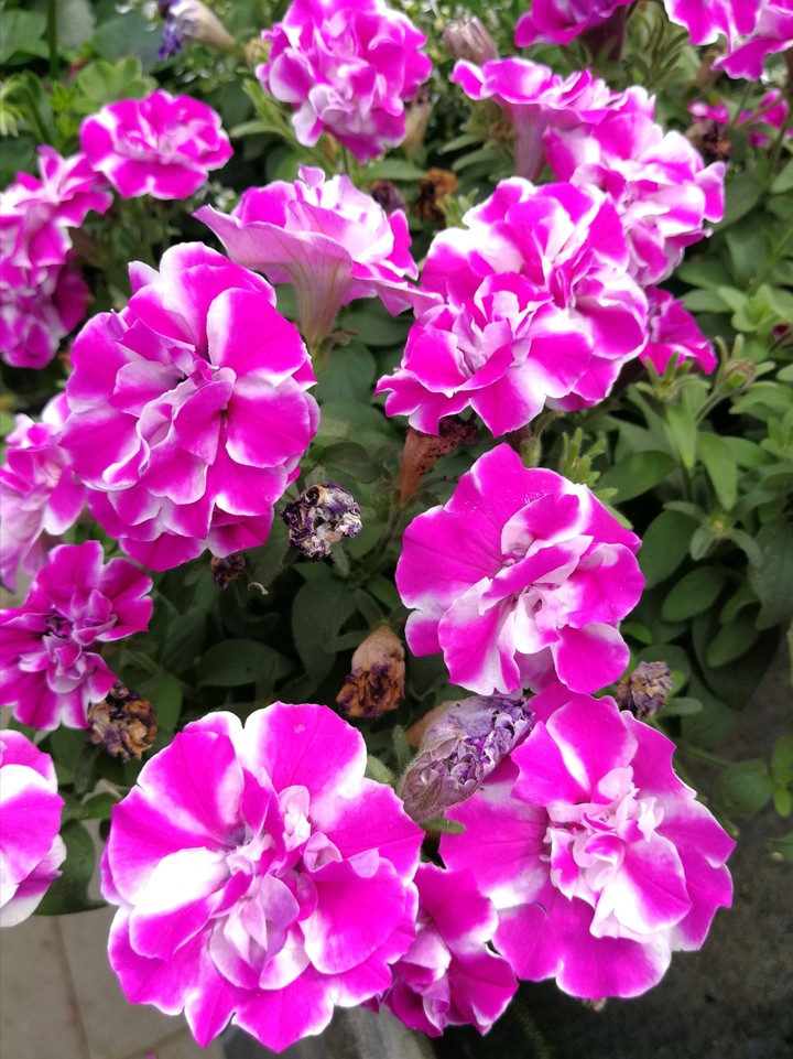 Garten Blumen