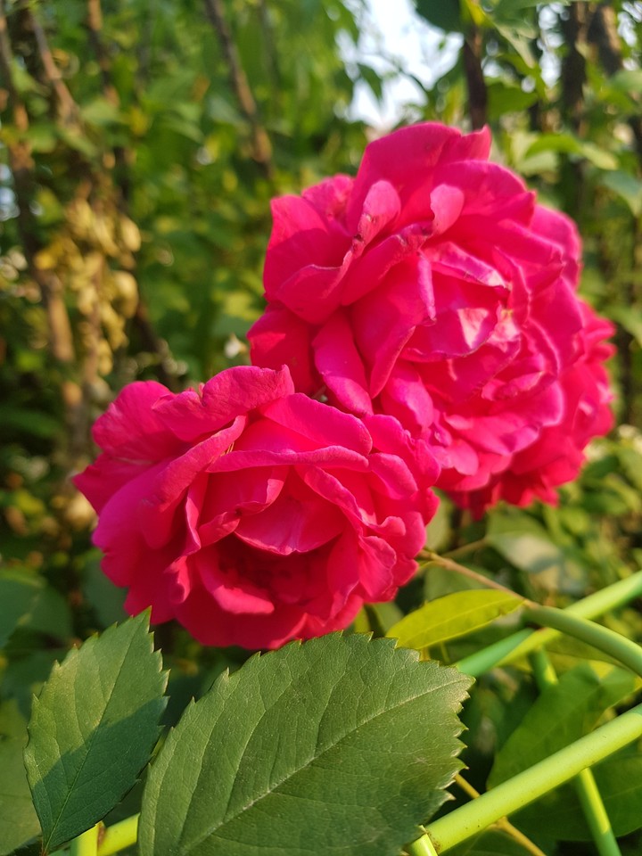 spring