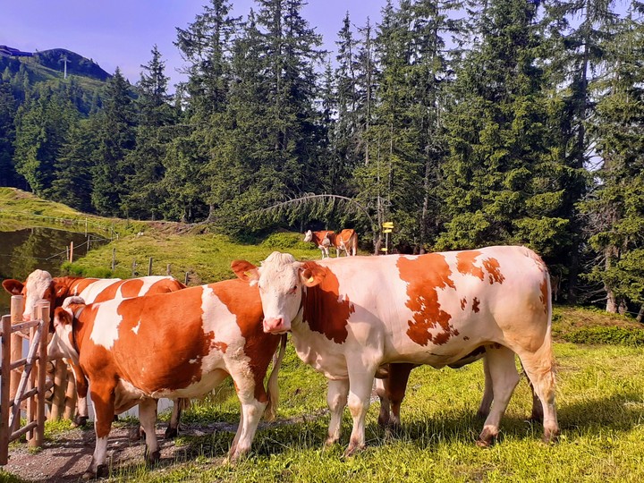 Cows in a row