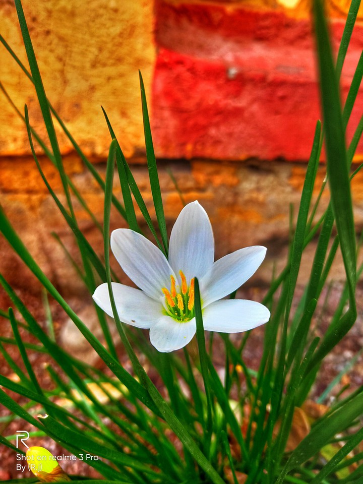 my photographing (Rj)
