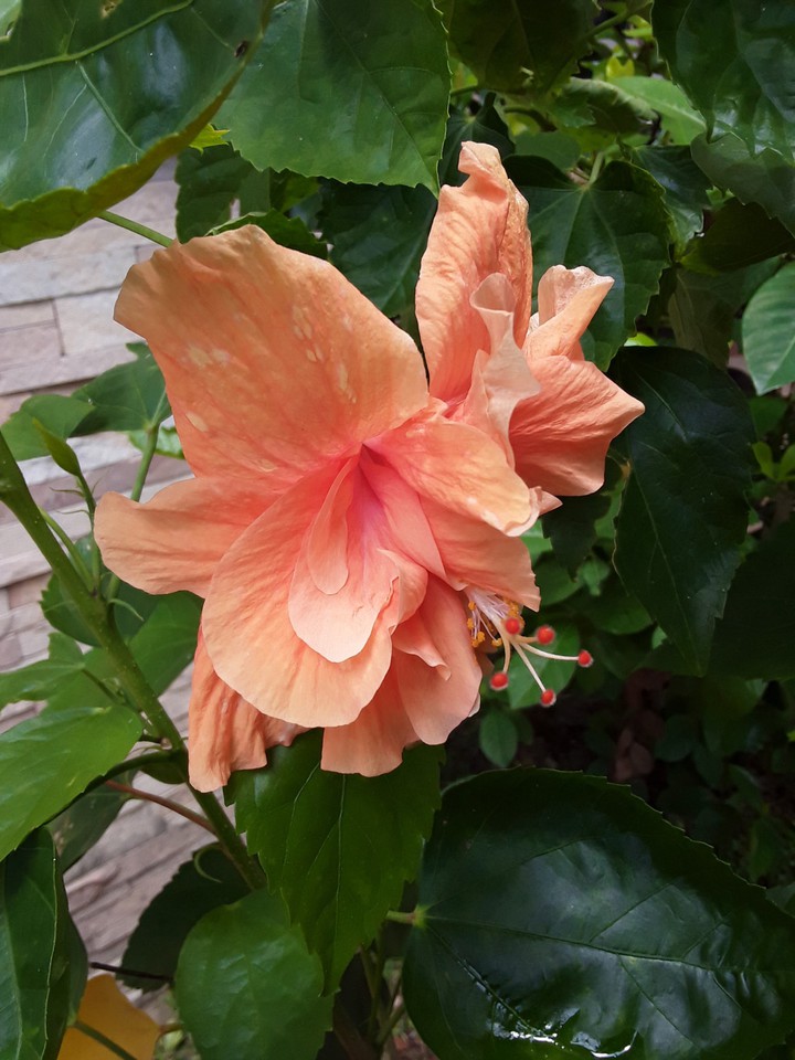 hibiscus
