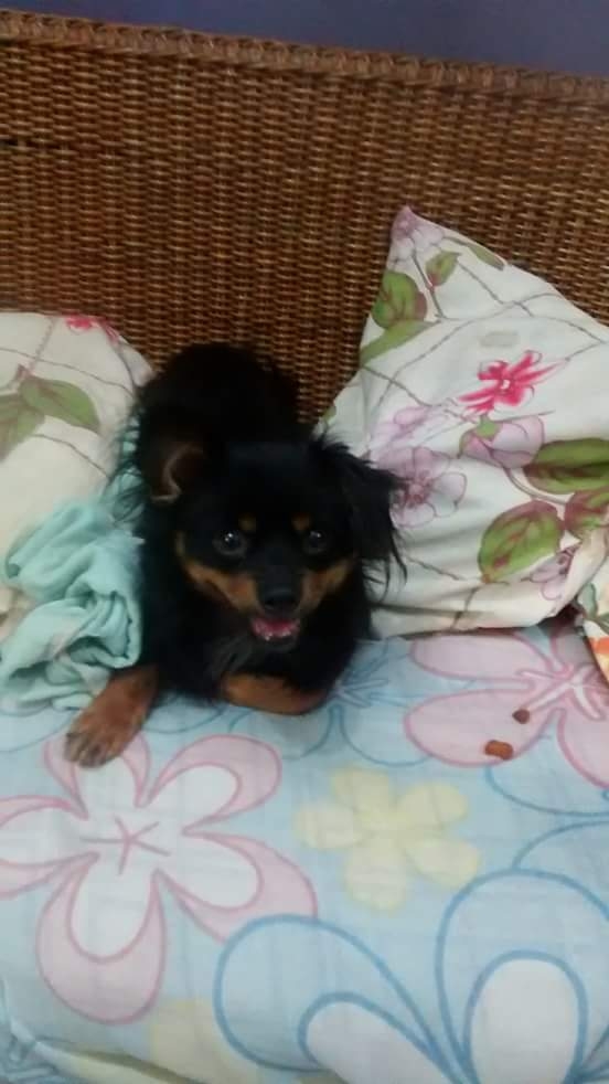 Dog 