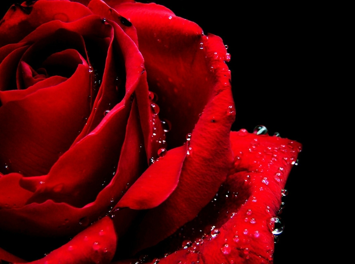 rose