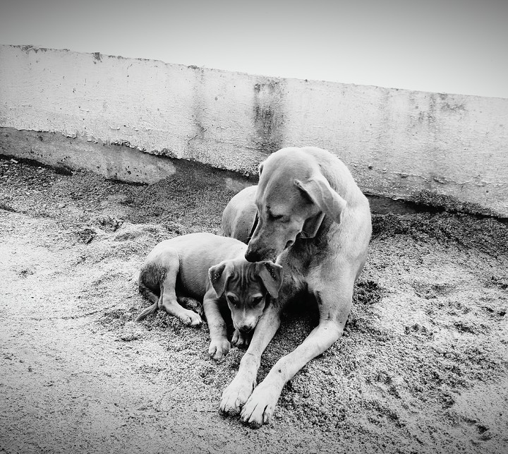 NO LOVE IS BIGGER OR STRONGER THAN MOTHER'S LOVE