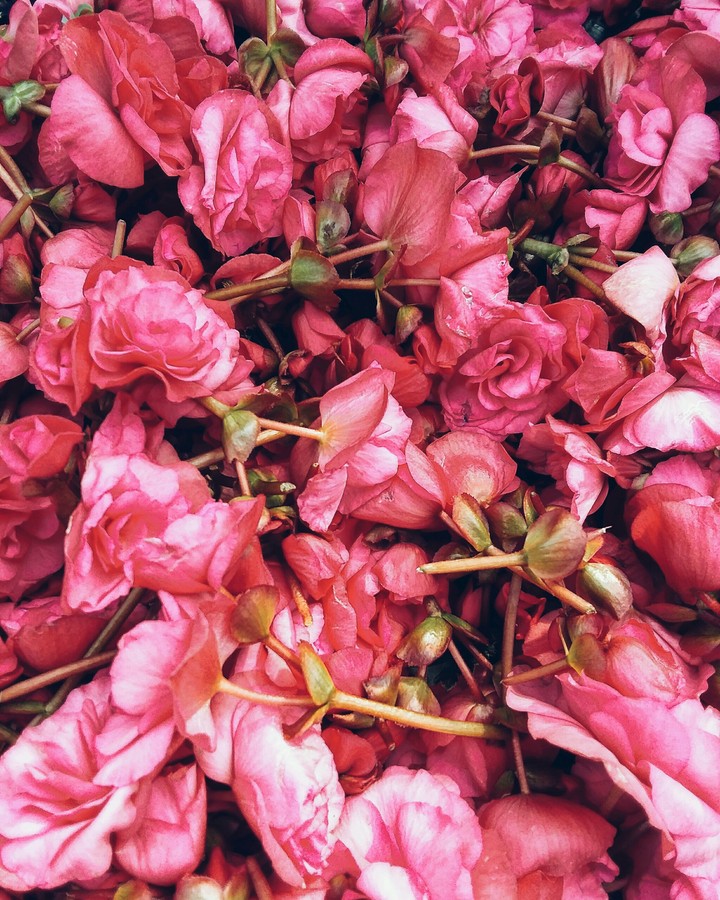nonstop begonia