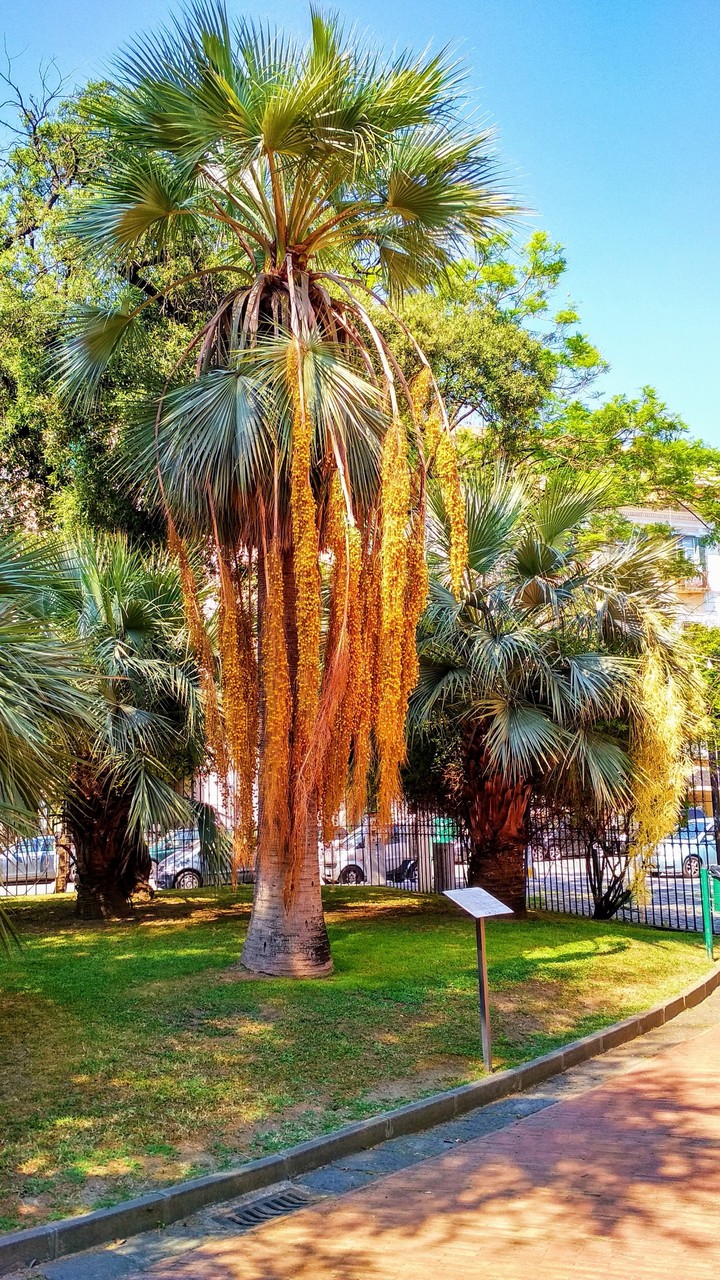 Palm trees