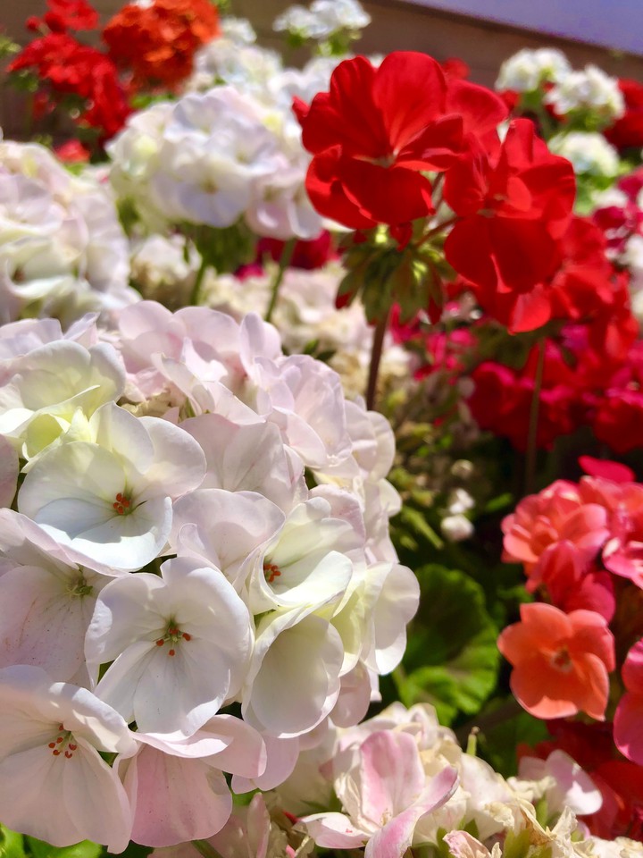 Flores Blancas