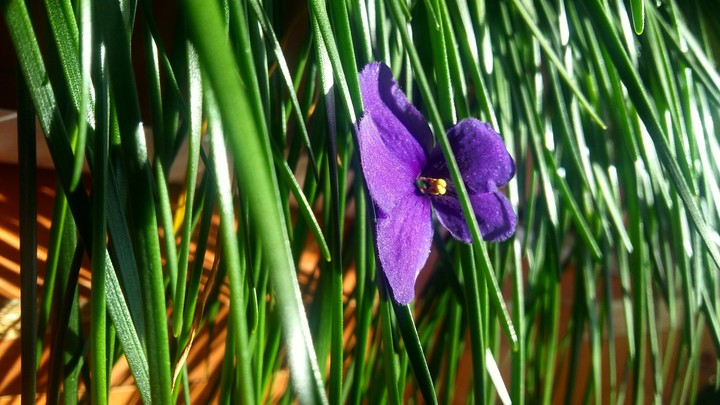spring