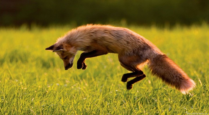 Fly of Fox