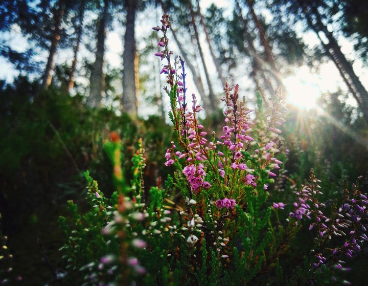 Ragaciems, Latvia