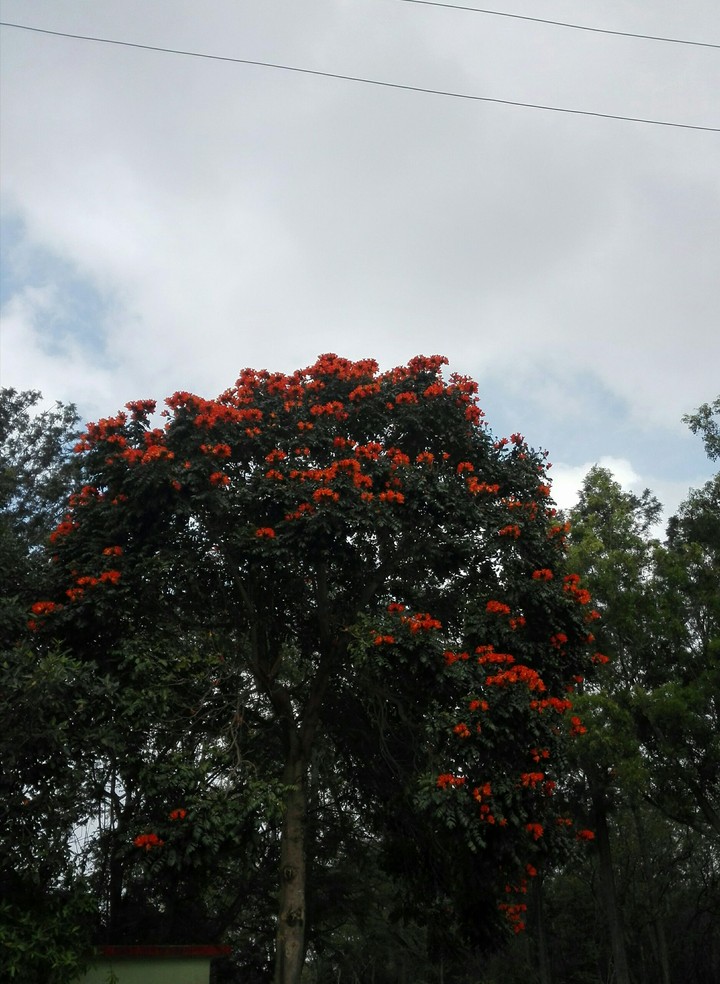 red flowers