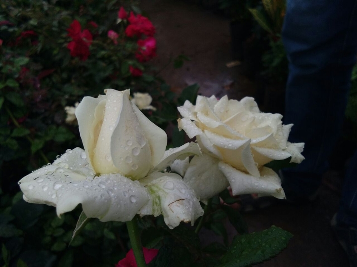 White rose