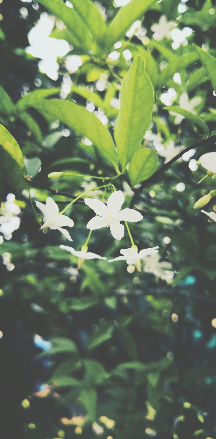 Sad flowers