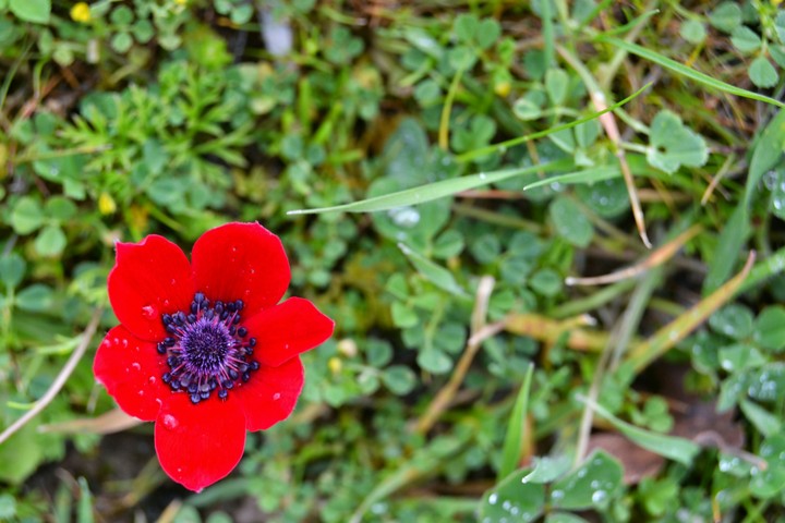 Tulip