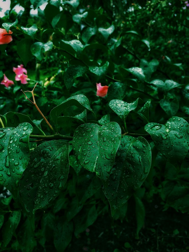 greenery
