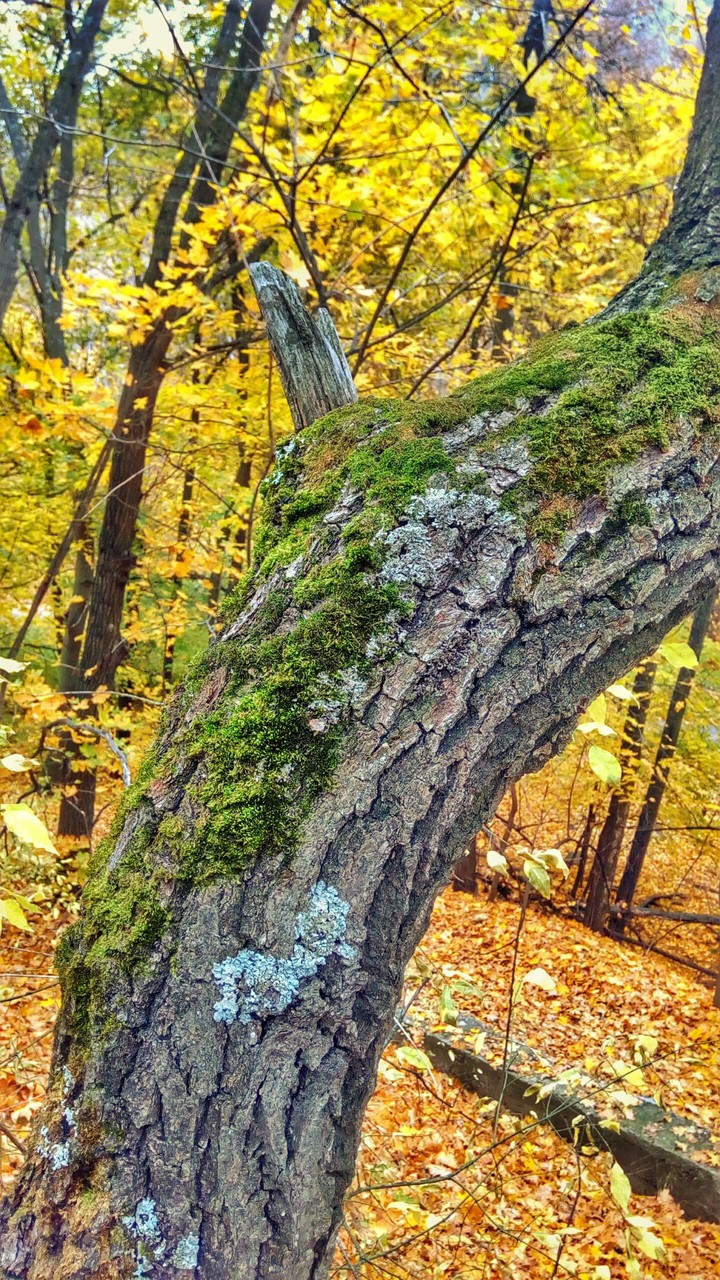 forest