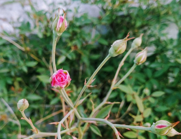 Rose