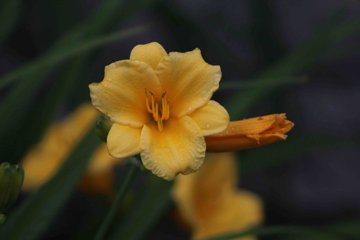 orange flower