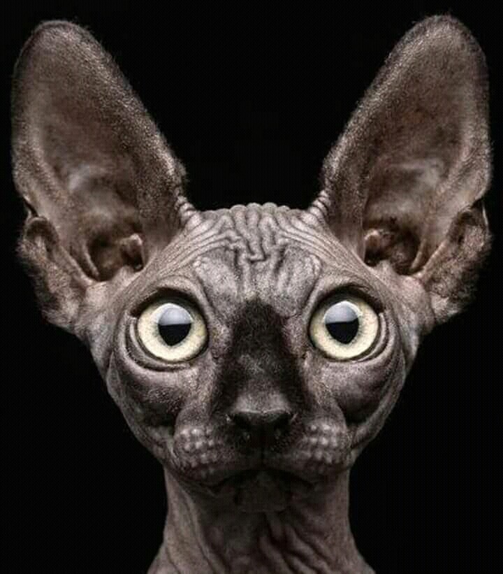 alien monster animal