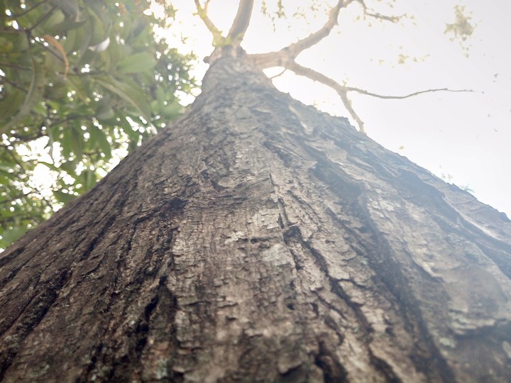 Árbol
