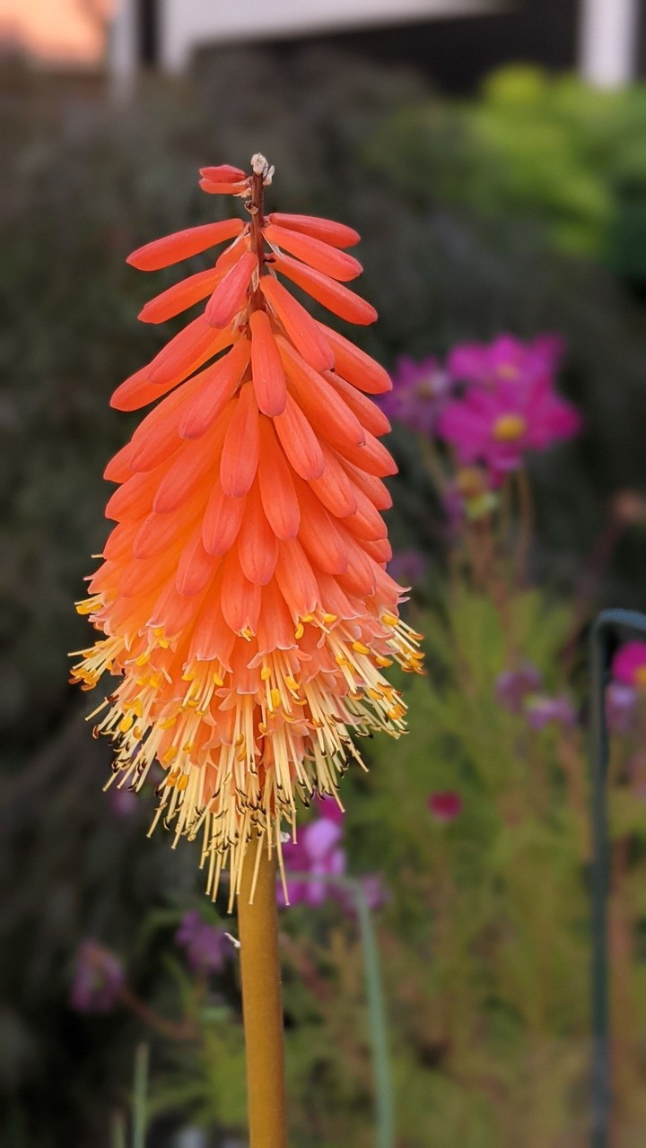 Afternoon flowers