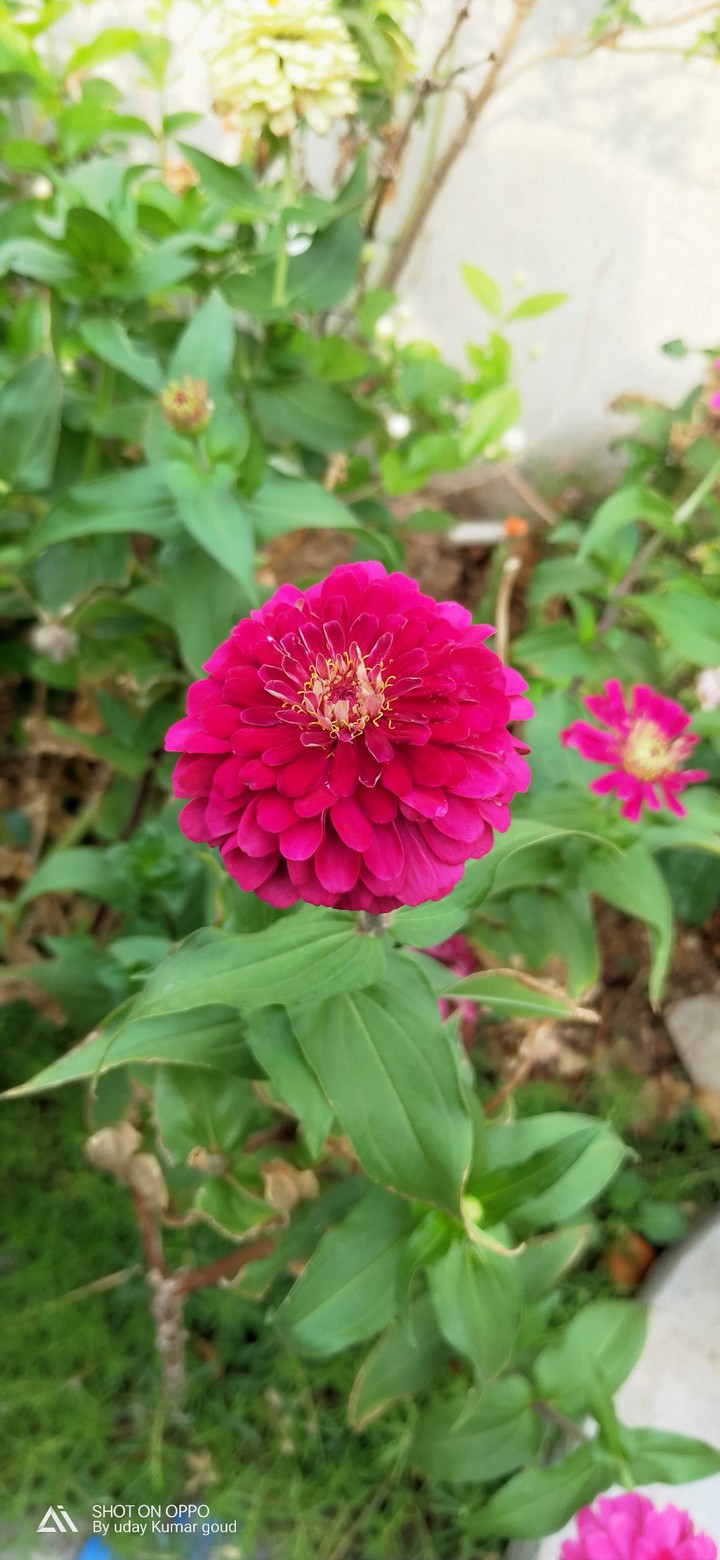 pink unknown flowers