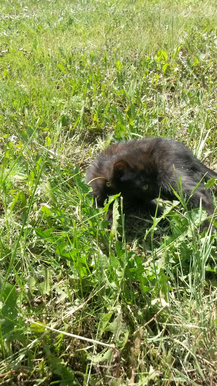 animal
