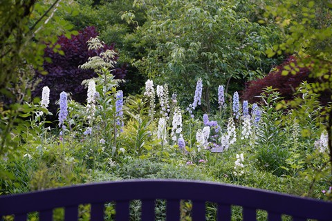 vegetation, botany Hintergrundbilder