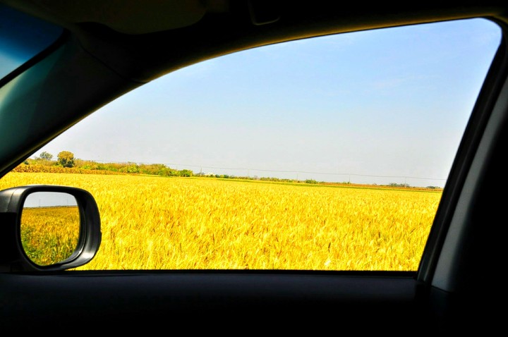 Wheat