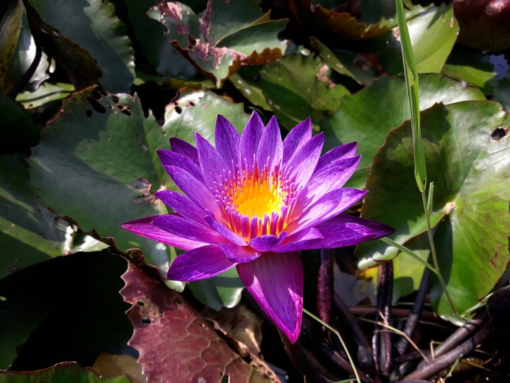 flower